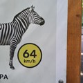 Zebra naletela na dete (2), povređen i otac: Ovo su detalji incidenta u Beogradskom Zoo vrtu