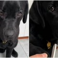 "Izvini, sada sam ja na redu": Presladak psić pokazao da nekada treba misliti samo na sebe