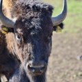 (Video) Nesvakidašnji događaj: Bizon pobegao iz rezervata na Fruškoj gori Pogledajte kako radnici parka pokušavaju da ga uhvate…