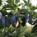 Počeo otkup šljiva u Toplici, cena od 18 do 20 dinara, berači traže 8 dinara po kilogramu