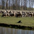 U ovčarstvu nedostaje partnerski odnos sa prerađivačima (AUDIO)