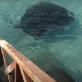 Kamera sve snimila Čovek hranio ribe, pa na njega skočila ogromna neman (video)