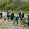 Zasađeno 2.000 crnih borova: Velika akcija pošumljavanja planine Goč poviše Vrnjačke Banje