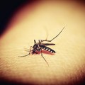 Večeras tretmani protiv komaraca sa zemlje