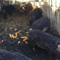 Нема потврђених случајева, али опрез на највишем нивоу: Појава афричке куге у Мачви забринула сточаре у Срему