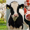 Srbija se usklađuje sa EU standardima Ministarstvo radi na novom zakonu za humaniji odnos prema životinjama