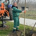 Ozelenjavanje u opštini Bačka Palanka sadiće se više od 1.000 mladića drveća i žbunja evo kad počinju radovi