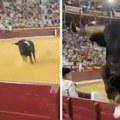 Incident na koridi: Razjareni bik, težak 500 kg, preskočio ogradu i poleteo ka publici: "Bio je van kontrole!"