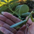 (Foto, video) Izgleda kao biće sa druge planete, za njeno ubijanje kazna je 12.000 dinara, a evo šta po narodnom verovanju…