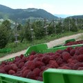 Ivanjica/Arilje – Niska cena malina oterala i radnike – Na oglase za berače retko se ko javlja (VIDEO)