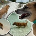 Zbog njega su apartmani uvek popunjeni: Ovaj pas svaki dan vodi turiste do plaže, a kada čujete njegovu sudbinu biće vam…