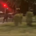 "Konj mi se samo pojavio pred kolima" Žena koja je udarila životinju dala izjavu u policiji