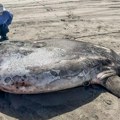 Čudan prizor na plaži šokirao prolaznike! Neobična riba zapanjila sve svojim izgledom: Naučnici zaprepašćeni (foto)