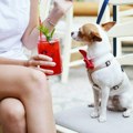 Sedeli su sa psom u kafiću, a kad je stigao račun, nije im bilo dobro: Fotka iz Nove Varoši je podelila internet; Jedni hvale…