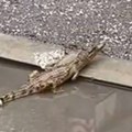 Krokodil u Nišu podigao i policiju na noge