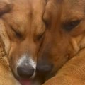 Snimak 2 psa koji se grle je sve što trebate da pogledate sada: Prizor raznežio ljude, svi se tope od slatkoće