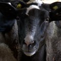 Uzgoj romanovskih ovaca u Mačvanskom Metkoviću