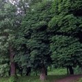 Potpisani ugovori za pošumljavanje u 28 gradova i opština u Srbiji