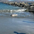 Muškarac čistio plažu od smeća, pa ugledao čudovište Ogroman stvor se nasukao na obali, kupači u neverici! (foto)