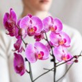 Kako da održavate orhideje na pravilan način