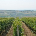Ministarstvo poljoprivrede čestitalo vinogradarima i vinarima Svetog Trifuna