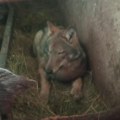 Vuk u štali na Žabljaku satima ležao miran kao jagnje?! Mirčeta očima nije verovao šta vidi: Neverovatan prizor, našli ga…
