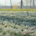 Благојевић: Приземно воће изузетно осетљиво на мраз, принос мањи и до 30 одсто
