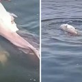"Kružila je oko njega kao da ne može da se oprosti": Ženka delfina danima uz mrtvo mladunče (video)