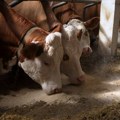 Kako zelene tehnologije podstiču rast srpskog proizvođača mlečnih proizvoda