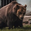 Медвед ушао у кућу и убио мушкарца