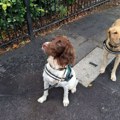 Najslađi članovi obezbeđenja Vimbldona: Ovi psi imaju samo jedan zadatak i jednu stvar im ne smete učiniti