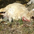 Krvavi pir pasa lutalica u pribojskom selu Kratovo - zaklali ovcu i dvoje jagnjadi