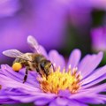 Danas je Svetski dan pčela Setimo ih se samo kad jedemo med, plašimo ih se kad nam zuje oko glave Kako ih zadržati u…