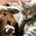 Simptomi toplotnog udara kod pasa i mačaka