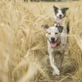 Alergije kod pasa: Koji su simptomi i koje su im rase sklone?