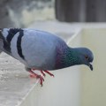 Golubovi vam više nikada neće sleteti na terasu Ovo su tri načina kako da ih se zauvek rešite