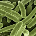 Revolucija u bioelektronici: Otkrivene bakterije koje provode struju poput žice