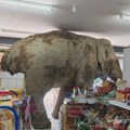 (FOTO, VIDEO) Slon ušao u radnju na Tajlandu, pojeo grickalice, banane i sendvič