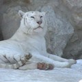 Danski zoo vrt traži od ljudi da doniraju neželjene ljubimce kako bi hranili grabljivice i oponašali "prirodni lanac ishrane"…