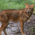Šakali opsedaju Vojvodinu! Broj 5 puta veći nego pre, stručnjaci zabrinuti: Može li ovo da izmakne kontroli?