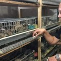 Požar mu je odneo sve i Nikola je krenuo od nule sa nekoliko prepelica: Danas njegov model donosi zaradu stotinama domaćinstava…