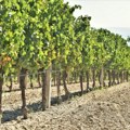 Eksperti preporučuju: Samo uz naučni pristup do održivog vinogradarstva otpornog na klimatske promene