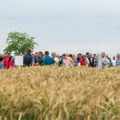 Za bolji rod: Dan polja strnih žita održan u Zrenjaninu (foto)