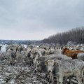 FOTO Uskoro evakuacija konja i stoke sa Krčedinske ade, čeka se skela