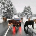 So na putu preko Zlatibora namamila krave, turisti oduševljeni: Saobraćaj usporen zbog ovih lepotica