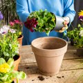Kako se pravilno presađuju sobne biljke