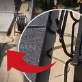 (Video, foto) užas na zadušnice: Beograđani otišli na groblje, od prizora se sledili: Zmija od 2 metra sakrila se u…