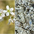 Voćari između nade i straha: Priroda im naklonjenija, ali borba za rod još nije gotova, strepe od kasnog mraza