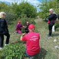 Планинари и љубитељи природе походили нишка поља косовских божура – водио их 91-годишњи Жика Миљковић