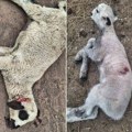 Pokolj u valjevskim selima: čopor pasa za tri dana usmrtio skoro 50 ovaca